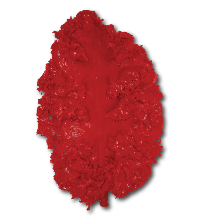 Deep Diving Reef Red Kale 4"W x 6"H